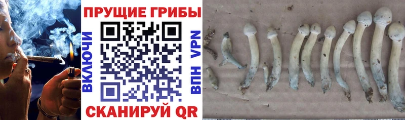 Галлюциногенные грибы мицелий Волжск